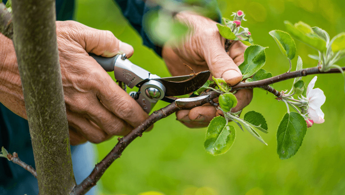 La taille du pommier : guide complet pour une réussite assurée