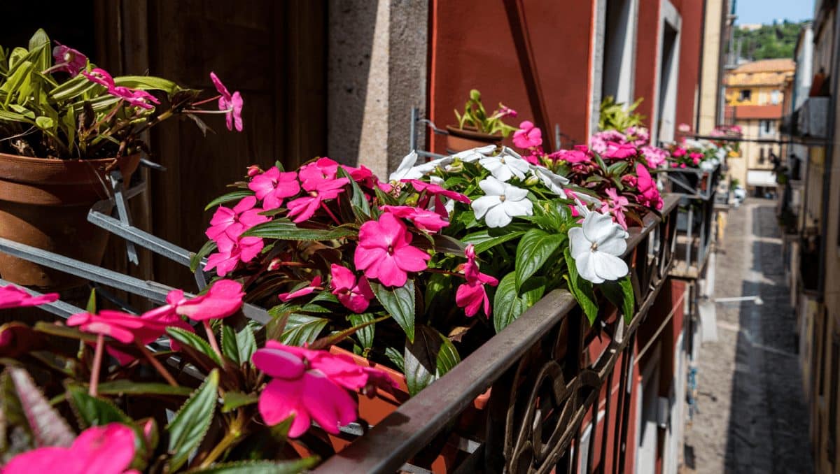 Fini les géraniums tristes, cette plante façon
Riviera transforme votre balcon en carte postale italienne (à
adopter avant fin février)