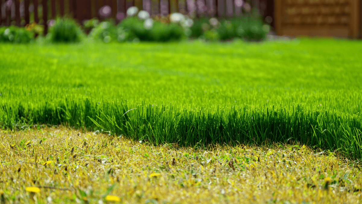 Printemps : les gestes essentiels pour redonner vie à votre pelouse