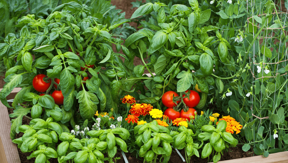 Associer légumes, plantes et fleurs pour un potager sain et productif