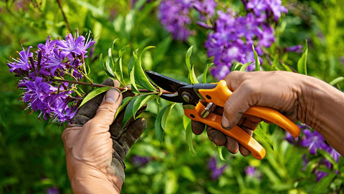 Bouturage du lilas : les étapes pour réussir facilement !