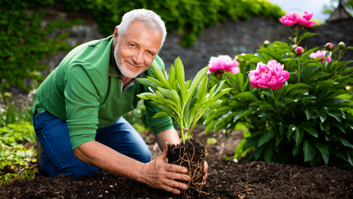 Planter la pivoine