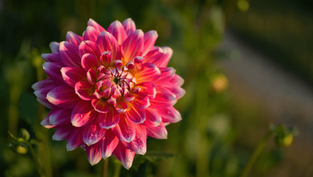 Dahlia : Guide complet pour réussir la culture, la plantation et l'entretien