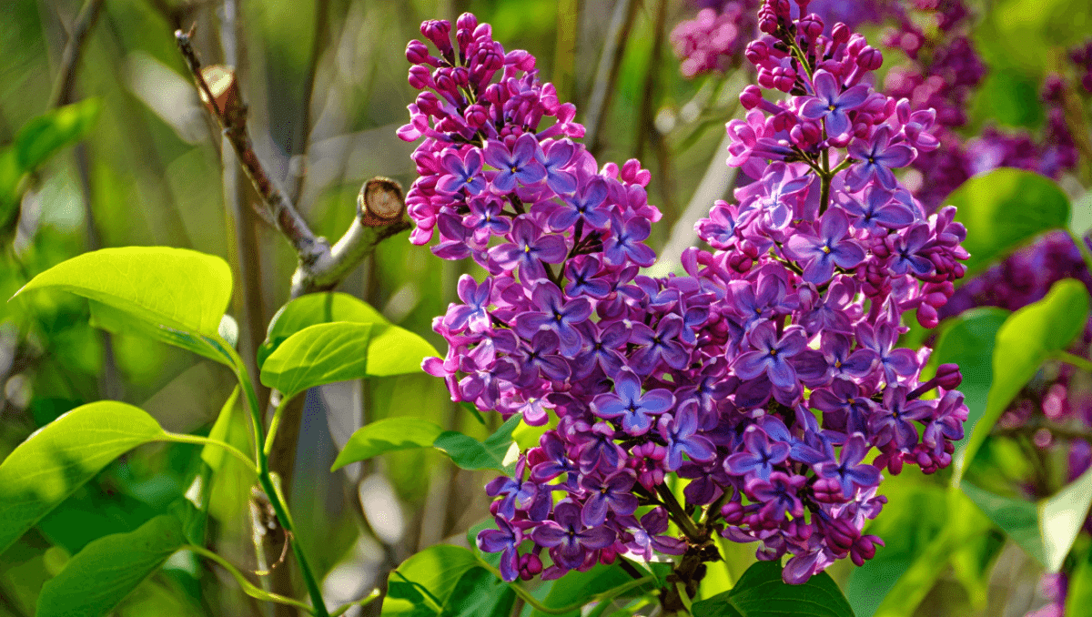 Tailler le lilas : guide pratique pour une floraison éclatante