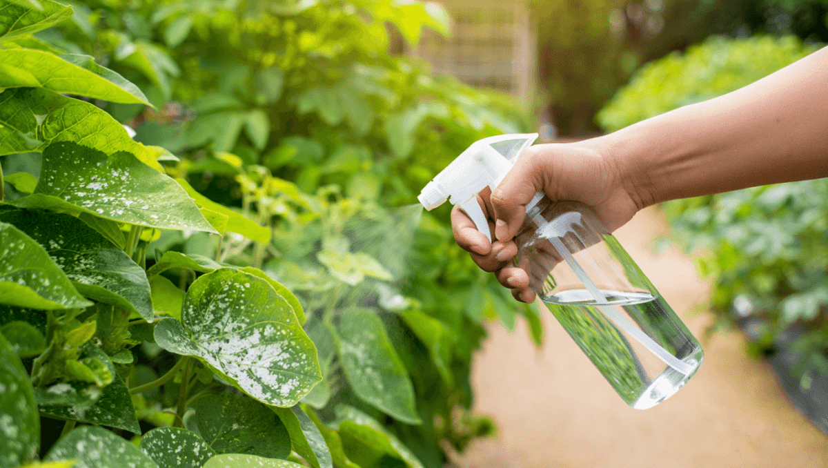 Oïdium : les traitements naturels pour un jardin en pleine santé