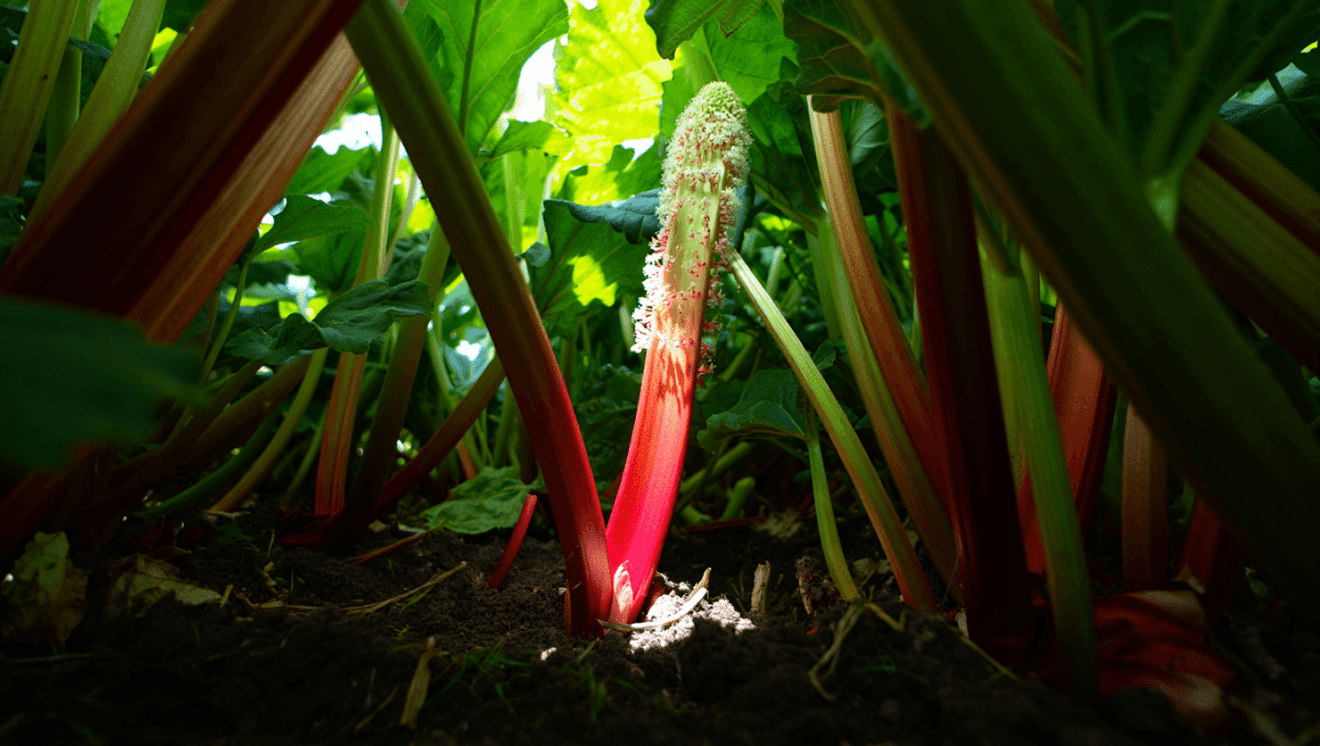Doit-on couper la fleur de rhubarbe ?