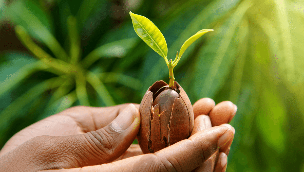 Comment faire germer un noyau de mangue et cultiver son propre manguier