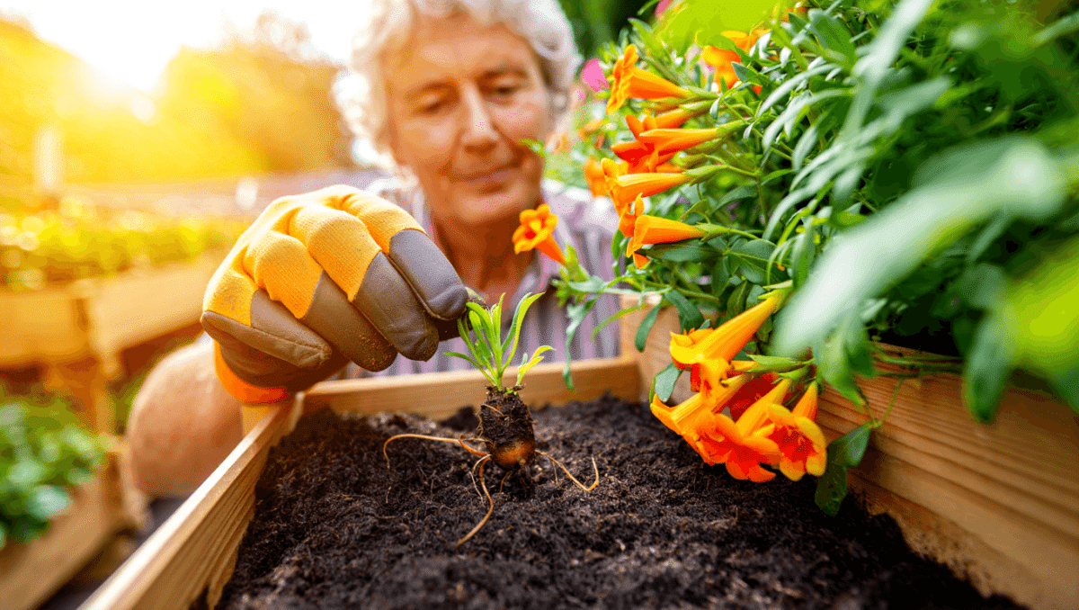 Comment planter la capucine tubéreuse : guide complet