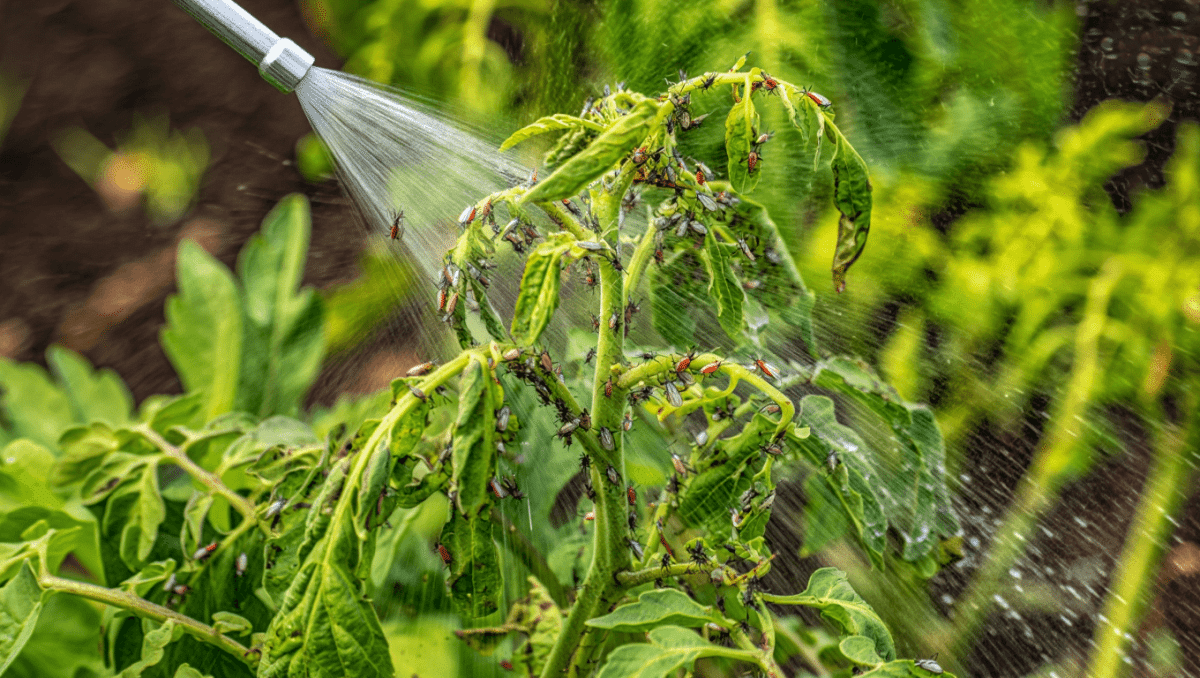 Le puceron : comment le reconnaître et le combattre efficacement au jardin