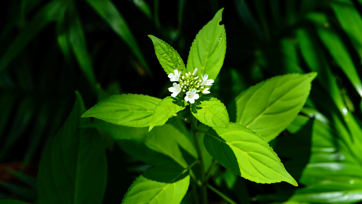 Qu'est-ce que l'herbe à pic et à quoi sert-elle ?