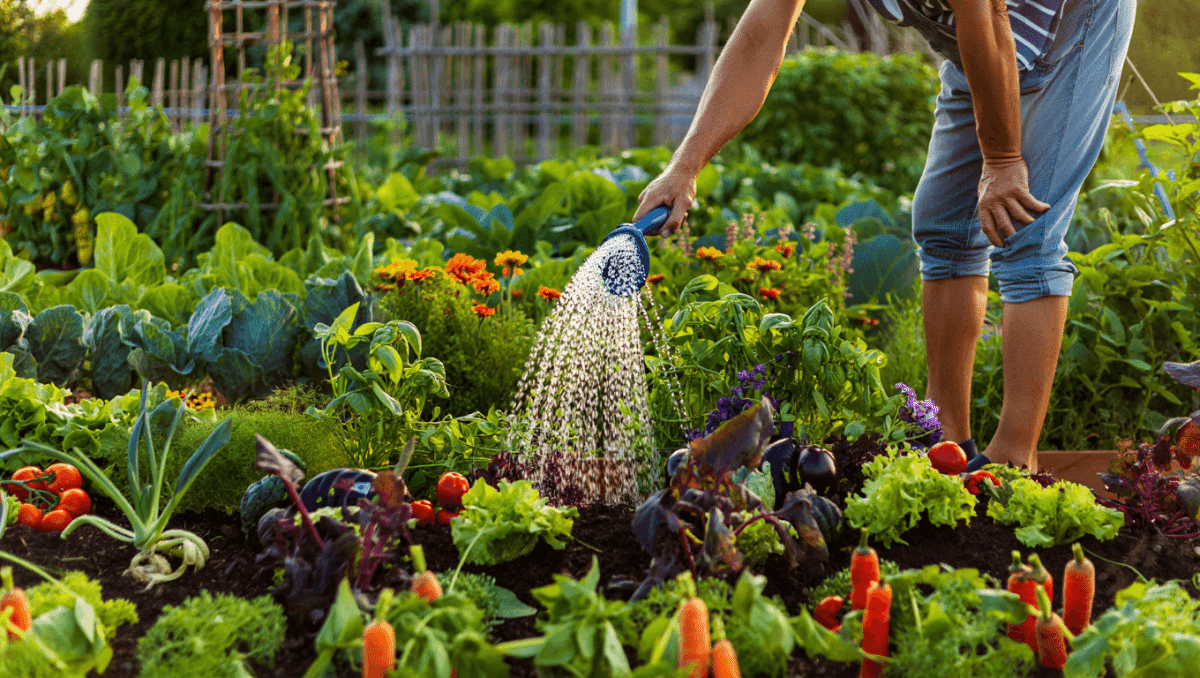 Les bonnes associations de légumes au potager pour une culture réussie