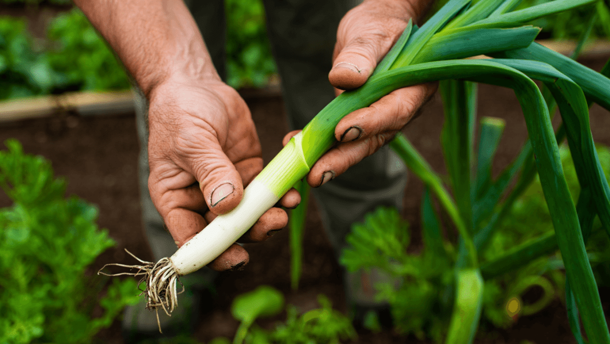 Poireau : guide complet pour sa plantation, culture et entretien