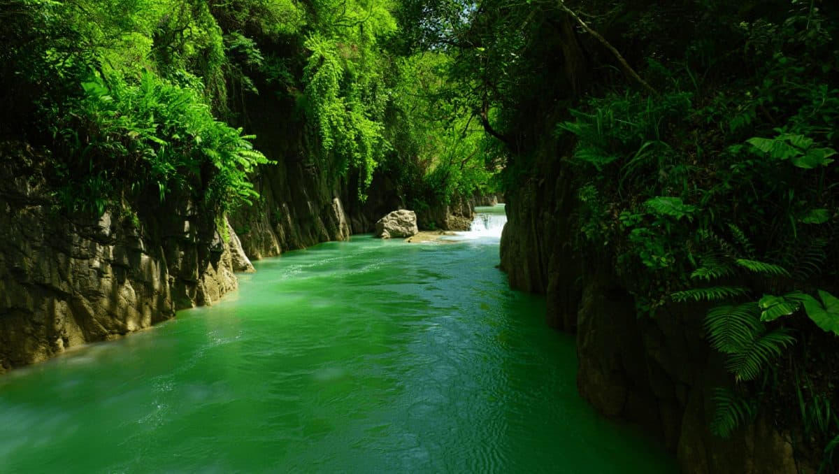 Surnommé la "Petite Amazonie", cette rivière aux
reflets tropicaux offre une évasion à couper le souffle… sans
quitter la France