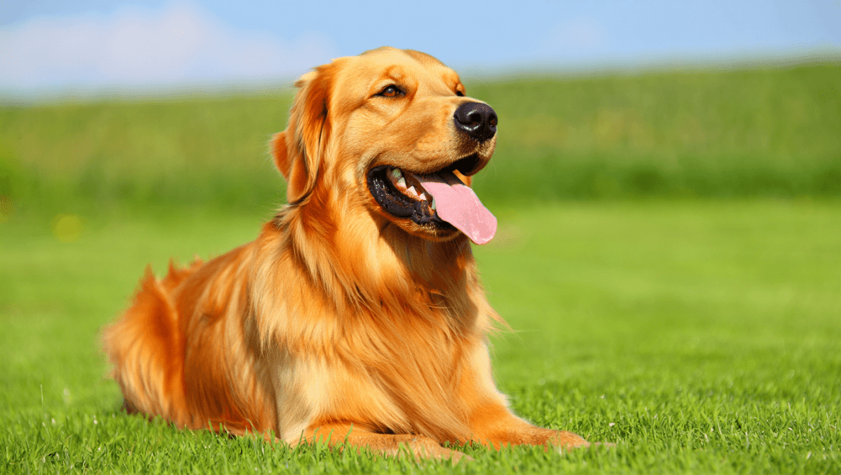 Golden Retriever : tout savoir sur cette race de chien