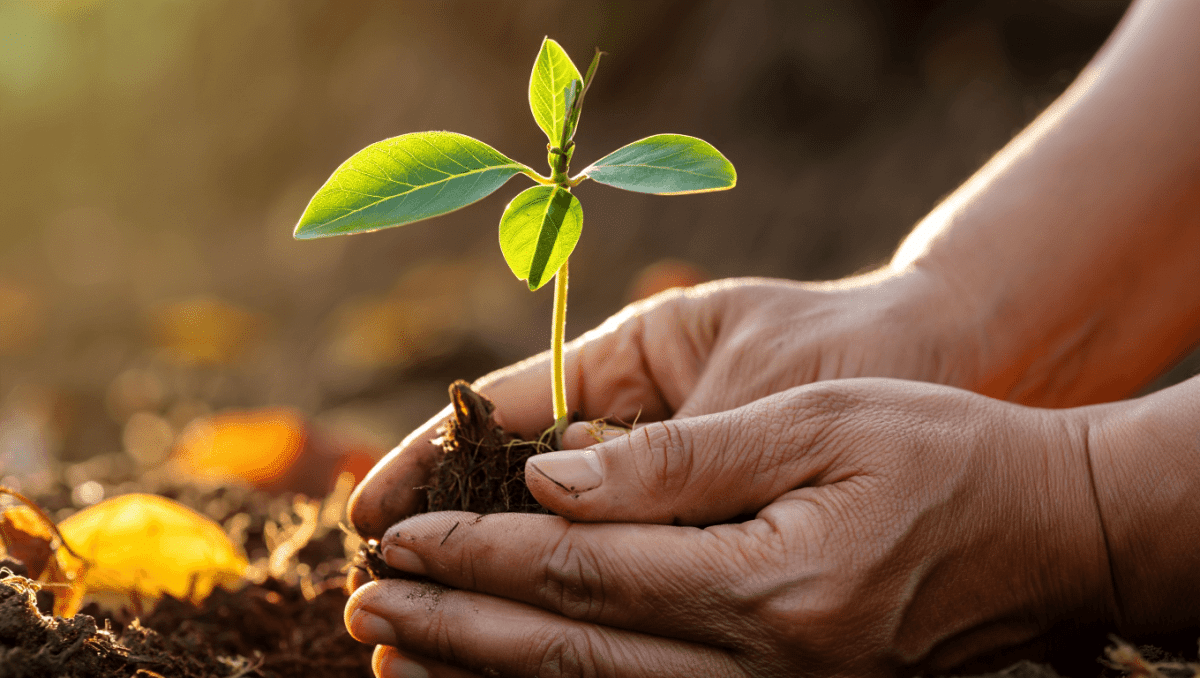 Plantation d'un noyau de prune : Guide pratique pour réussir !