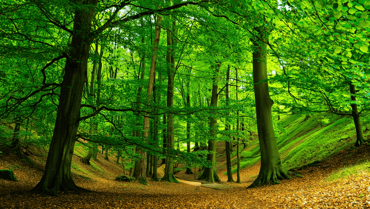 Comment fonctionne un groupement forestier ?