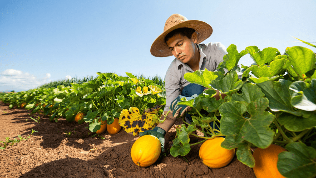Prévenir et traiter les maladies du melon : guide complet pour des récoltes réussies