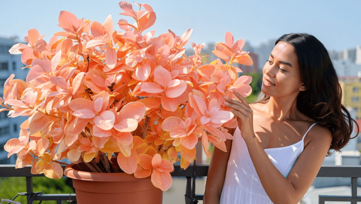 Fini l'orchidée : Lidl dévoile une plante couleur
pêche à moins de 8 € qui sublime balcons et terrasses