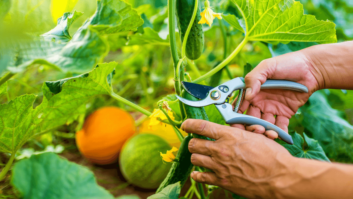 Comment tailler les concombres et melons pour booster les récoltes