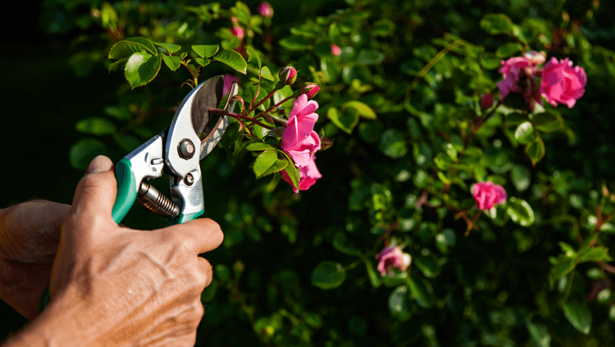 Comment bien tenir son sécateur : l’erreur qui abîme vos arbustes lors de la taille