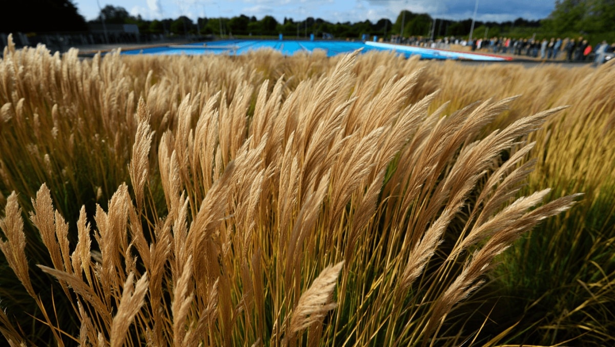 Miscanthus : cette plante miracle qui chauffe, isole et dépollue les sols