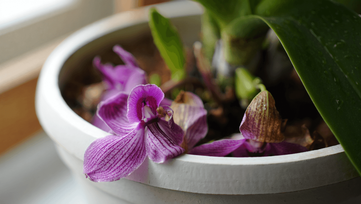 Pourquoi les fleurs de mon orchidée tombent ?