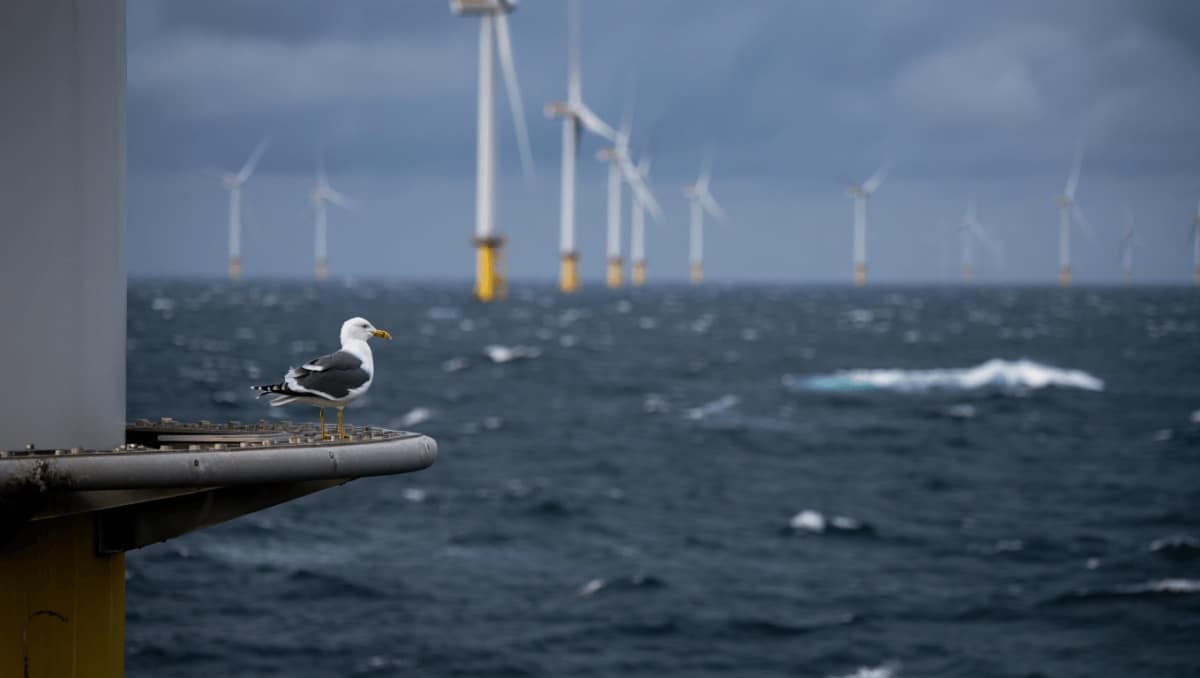 Éoliennes en mer : elles affectent la biodiversité selon cette étude, mais à quel point ?