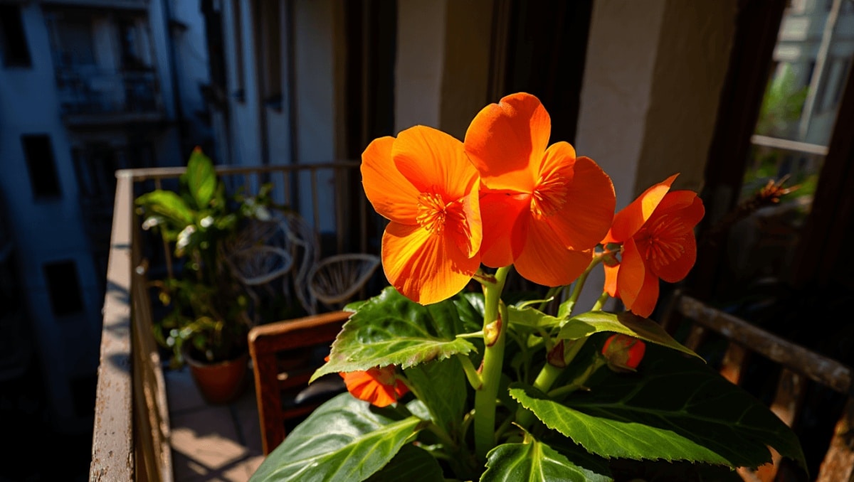 Fini les roses et les géraniums : Lidl dévoile
une magnifique plante aux fleurs orange à 2€ seulement pour
sublimer balcons et terrasses