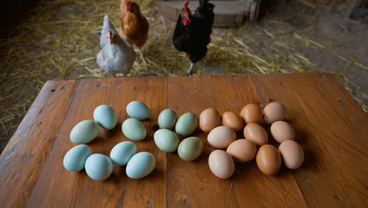 Œufs colorés : découvrez les races de poules qui pondent bleu, vert ou chocolat