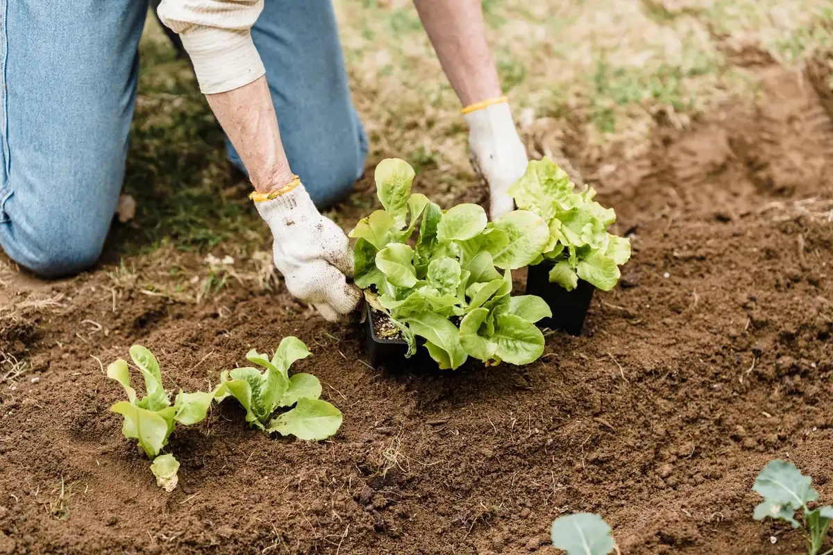 Jeunes plants de laitue, m&acirc;che et &eacute;pinards pr&ecirc;ts &agrave; &ecirc;tre repiqu&eacute;s au potager