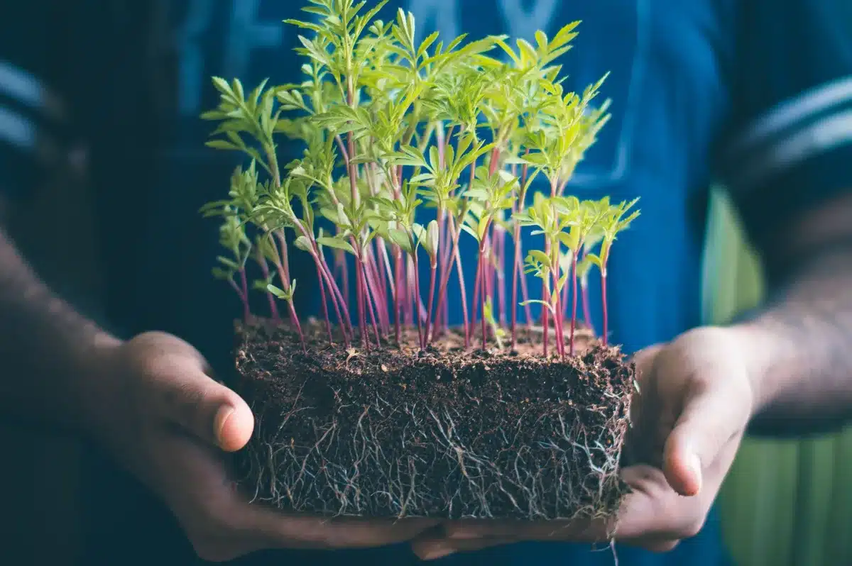 Mains plantant des jeunes plants dans un potager en septembre avec des légumes en croissance