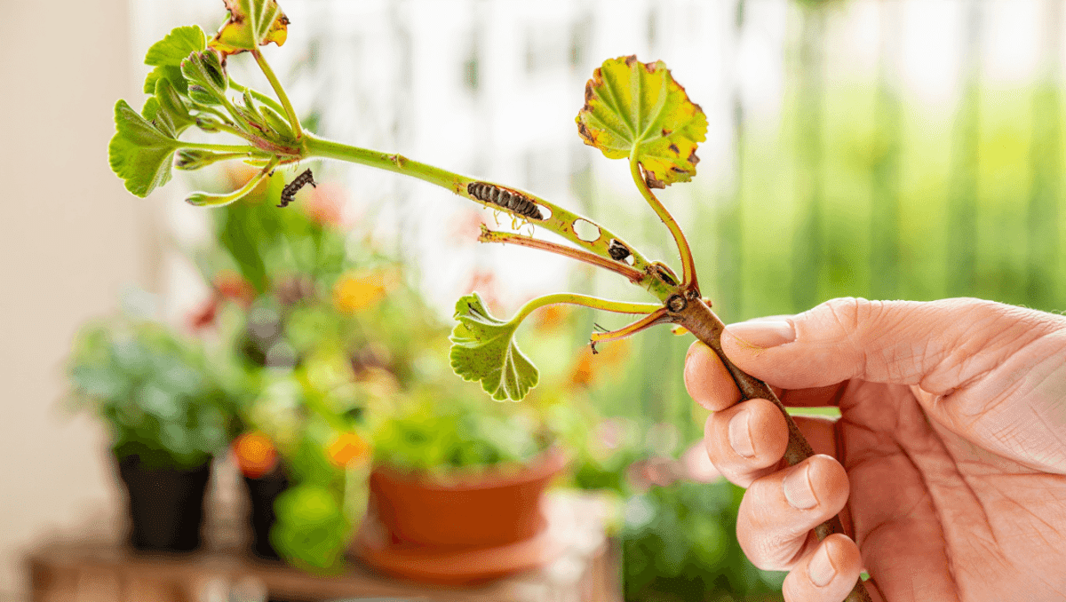 Comment traiter naturellement le papillon du géranium ?