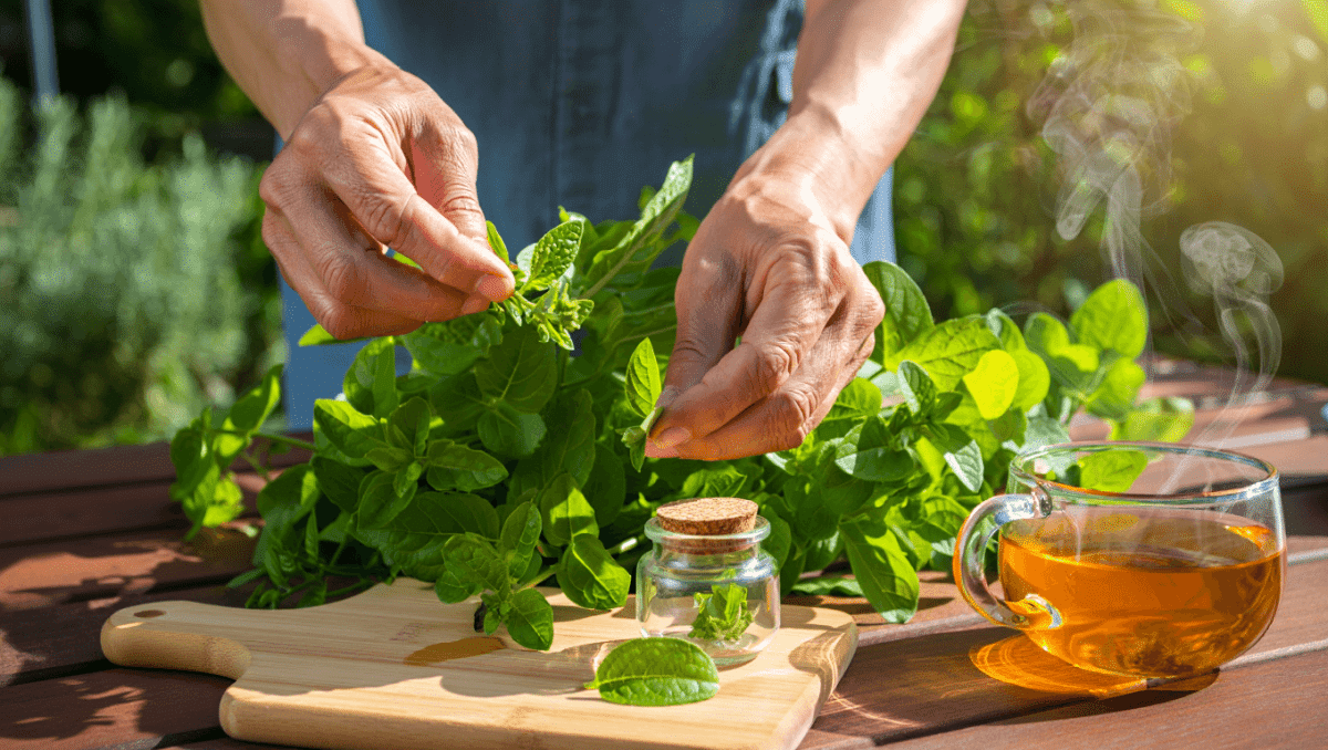 La récolte et la conservation de la verveine : conseils pratiques