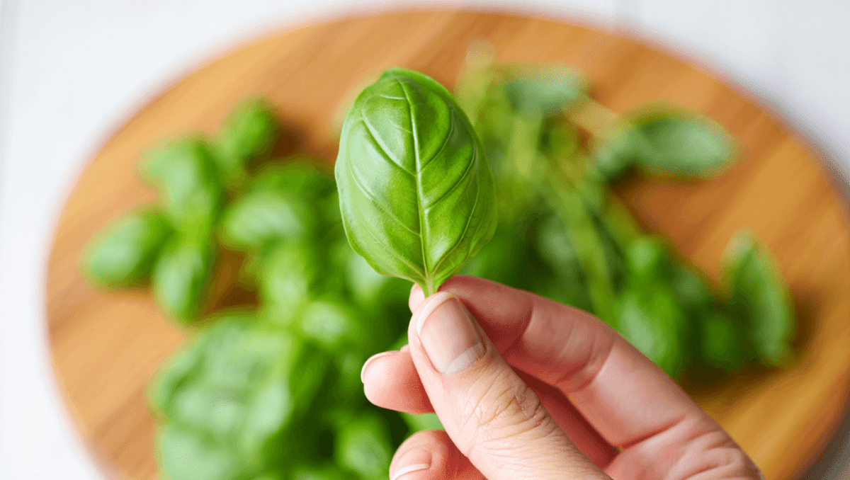 Récolter et conserver le basilic : techniques et astuces pour le faire sécher
