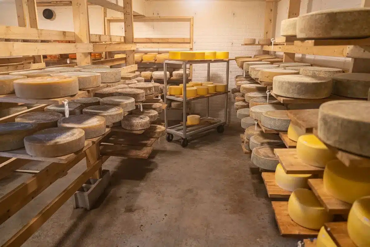 Différents stades d'affinage du fromage : jeune, entre-deux et vieux, montrant l'évolution de la texture.