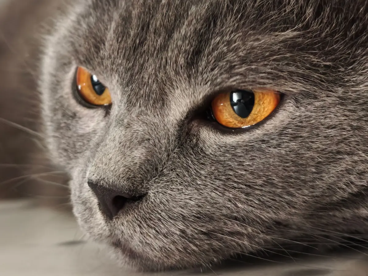 Gros plan sur la fourrure dense et pelucheuse d'un chat aux reflets argent&eacute;s