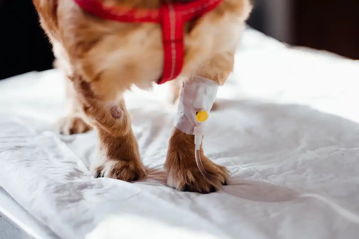 Chat ou chien chez le v&eacute;t&eacute;rinaire pendant un examen m&eacute;dical