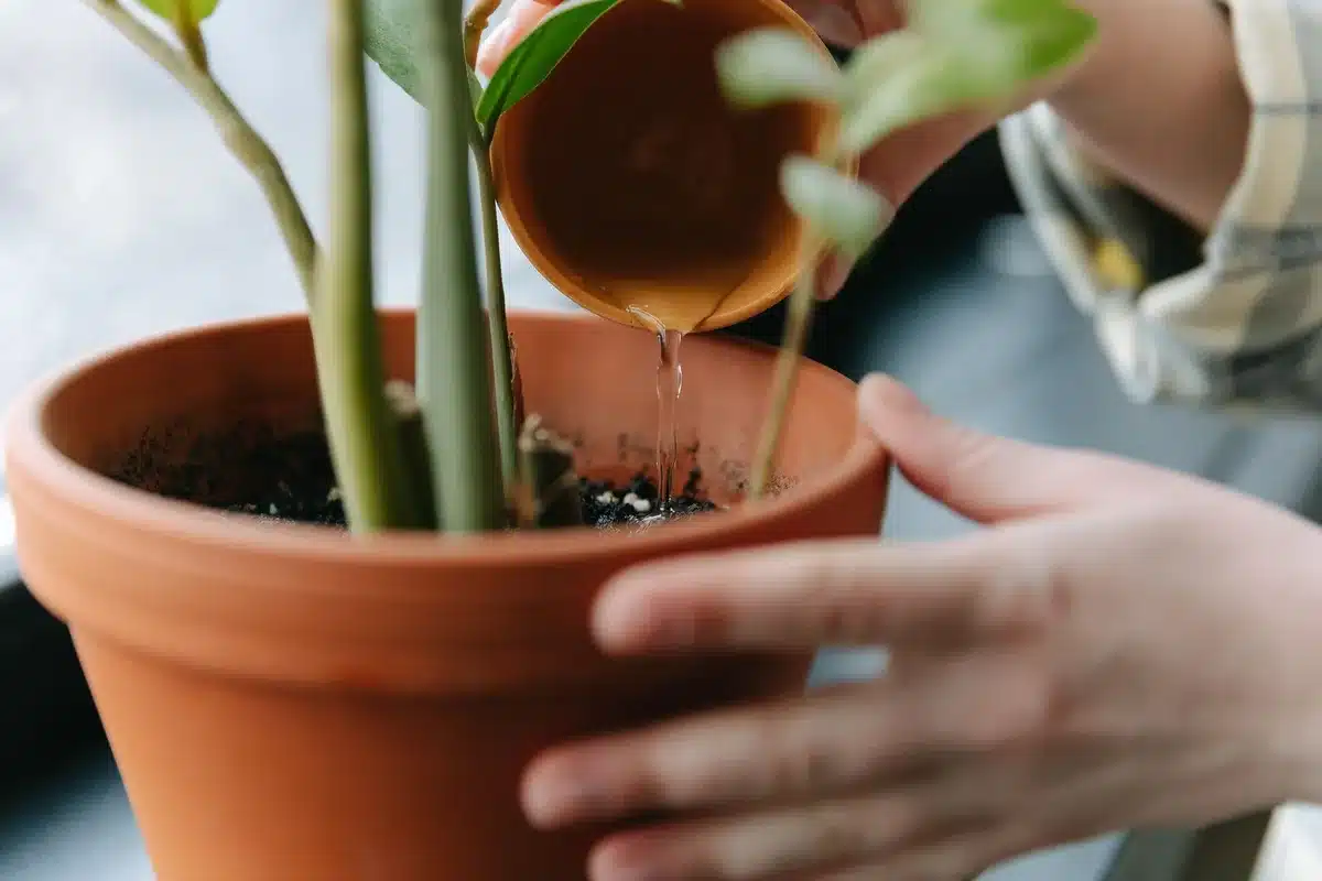 Main arrosant une plante en pot avec un sol bien drain&eacute;