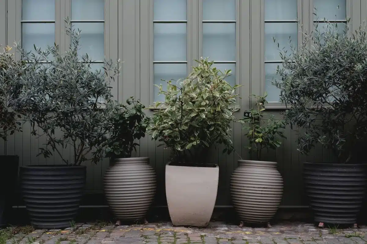 Terrasse méditerranéenne avec olivier en pot et mobilier en bois