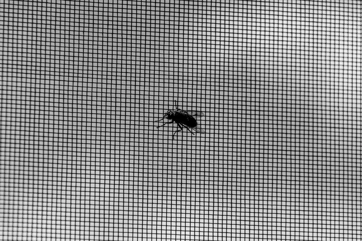 Moustique volant face &agrave; une barri&egrave;re de moustiquaire en maille fine