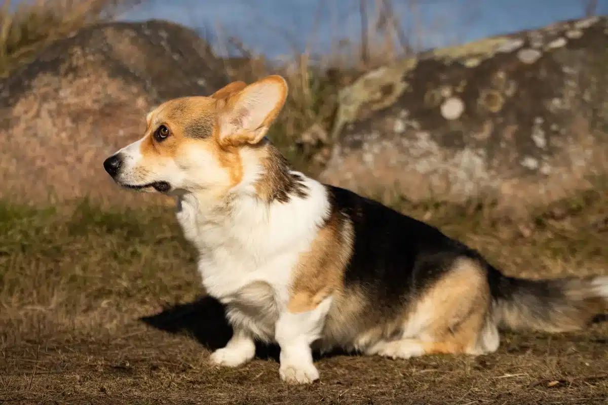 Corgi aux pattes courtes et au corps allongé caractéristique de la race