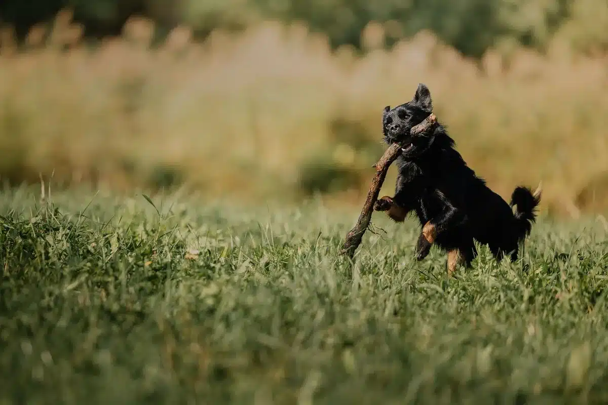 Chien jouant et courant dans un espace ouvert pour l'exercice quotidien