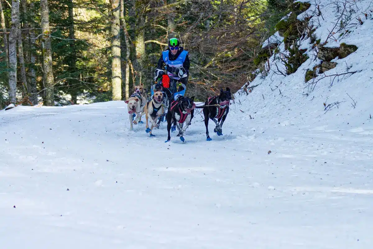 Un husky pr&eacute;sentant sa silhouette athl&eacute;tique et &eacute;quilibr&eacute;e