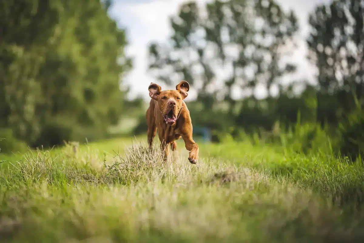 Un chien en activit&eacute; physique intense dans un environnement ext&eacute;rieur