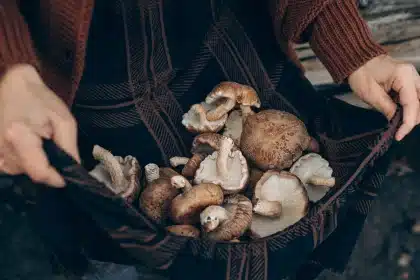 Panier de cueillette rempli de champignons frais sur un sol forestier humide en automne