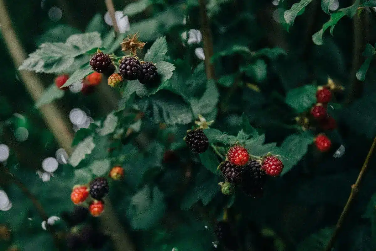 Framboisiers et petits fruitiers plantés en pot dans un jardin d'automne