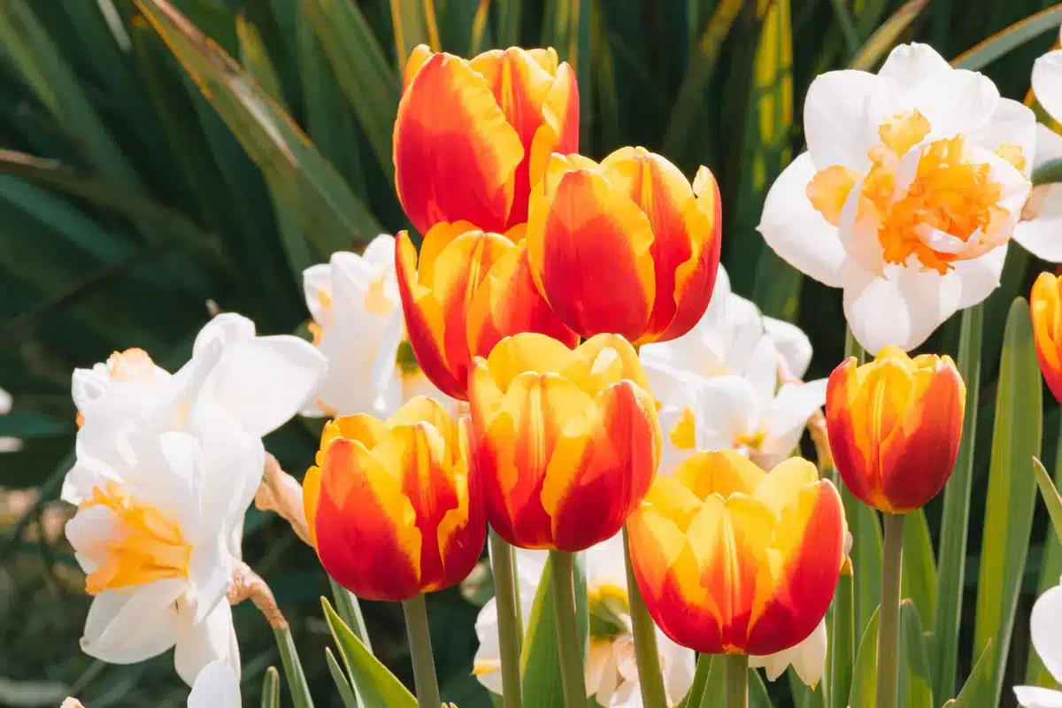 Bulbes de tulipes et de narcisses prêts à être plantés en terre