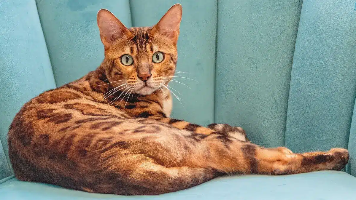 Brossage régulier d'un chat au pelage dense pour éviter les nœuds
