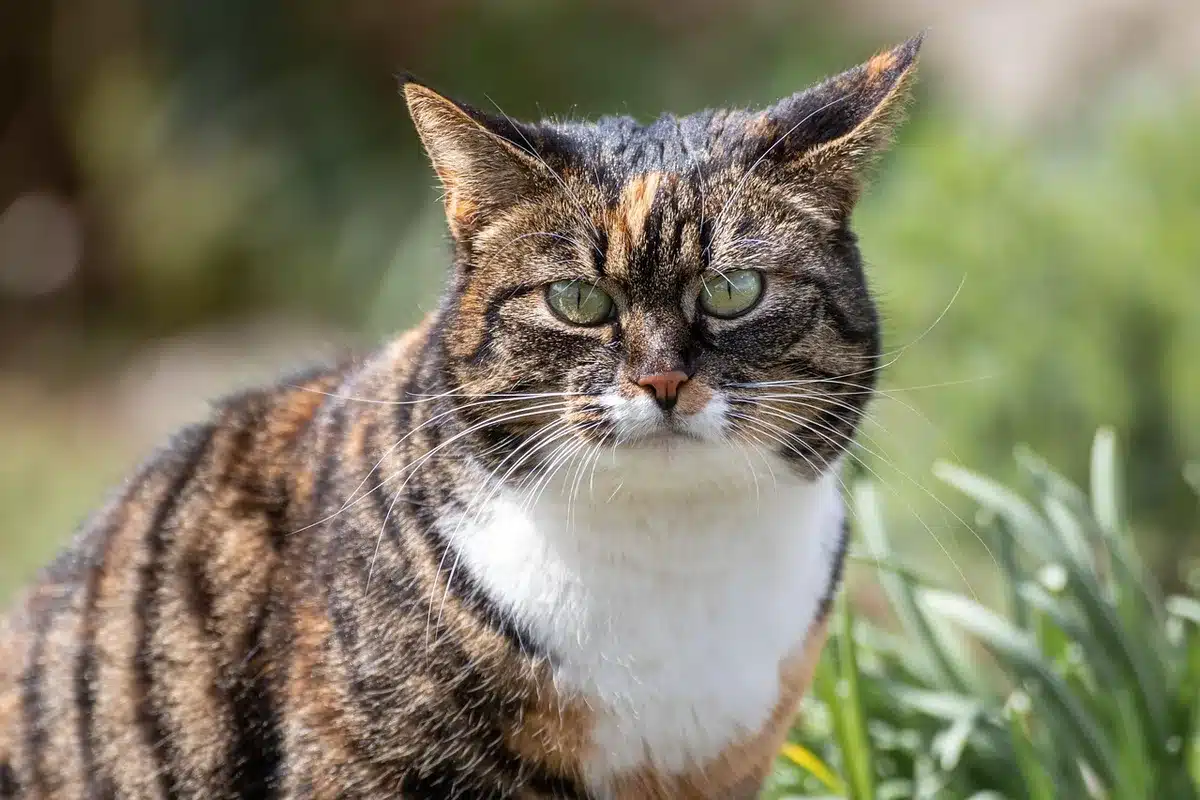 Nettoyage des oreilles d'un chat pour prévenir les infections