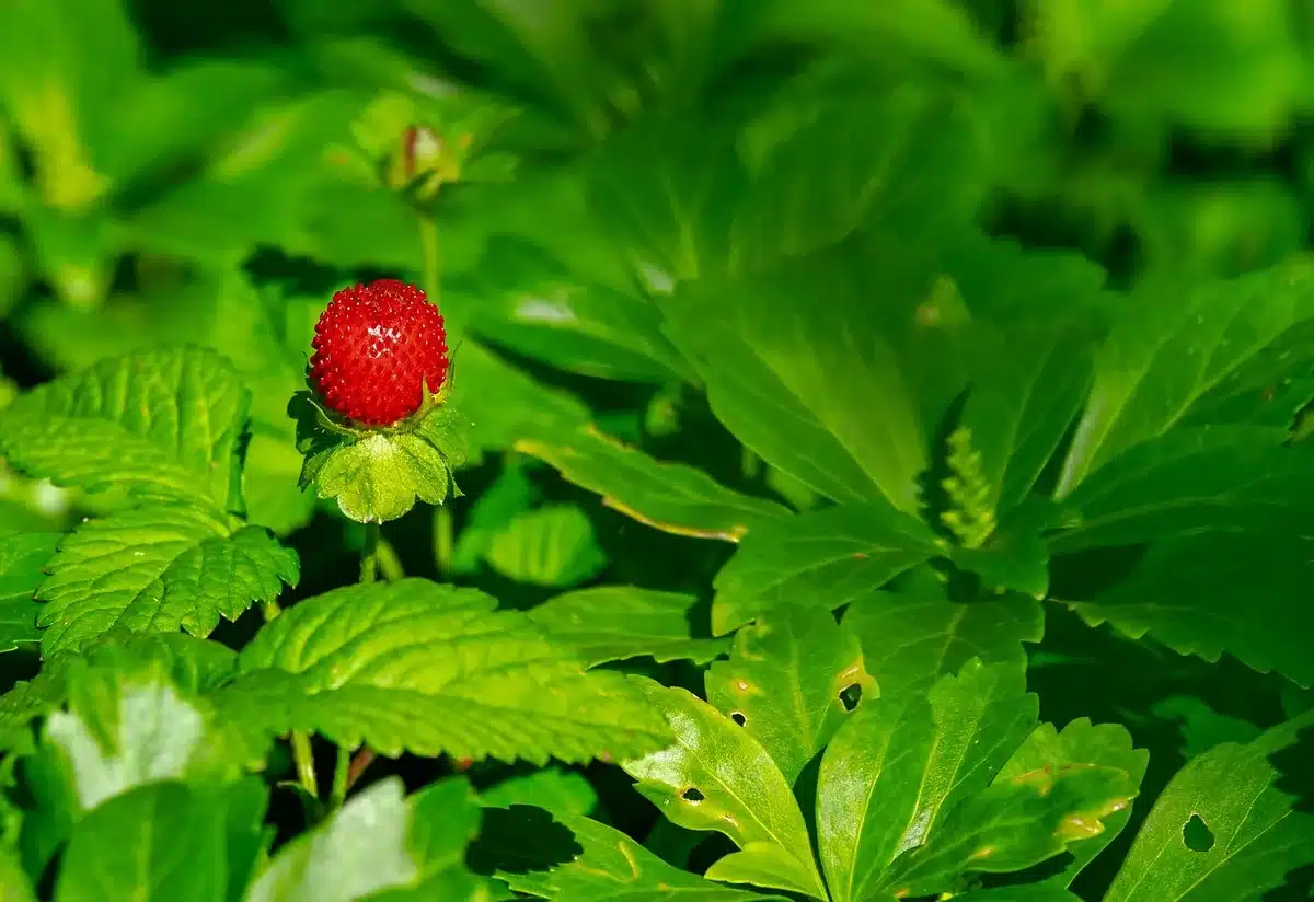Stolon de fraisier enracin&eacute; dans du terreau frais avec un syst&egrave;me racinaire visible